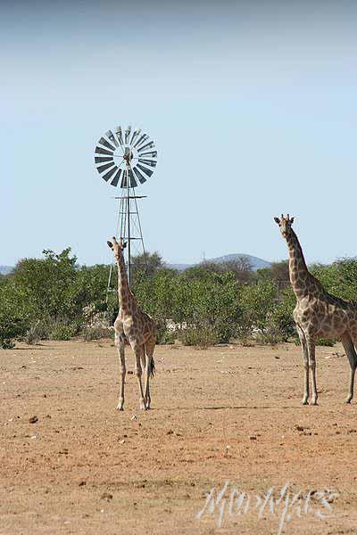 Mud Maps Africa Namibia 0563